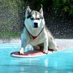 Husky beim surfen