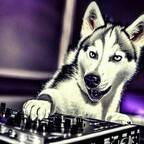 Husky als DJ